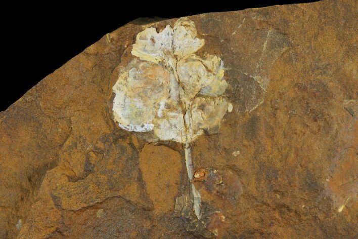 Fossil Flowering Plant Reproductive Structure - North Dakota #95377